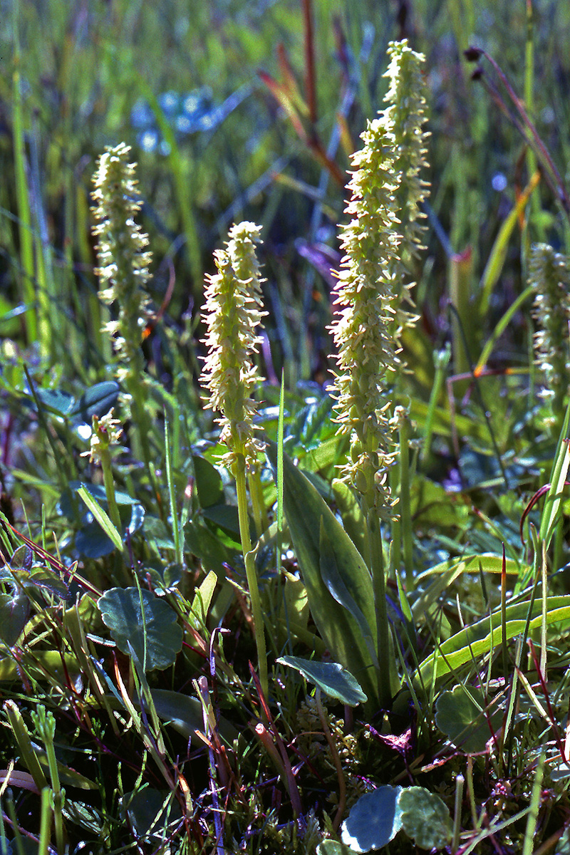 Orchidaceae Herminium monorchis