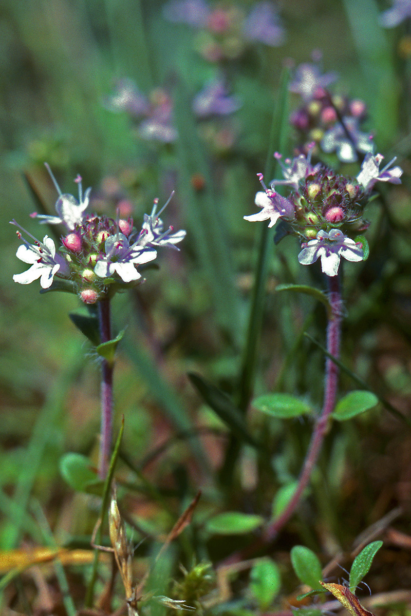 Lamiaceae Origanum vulgare