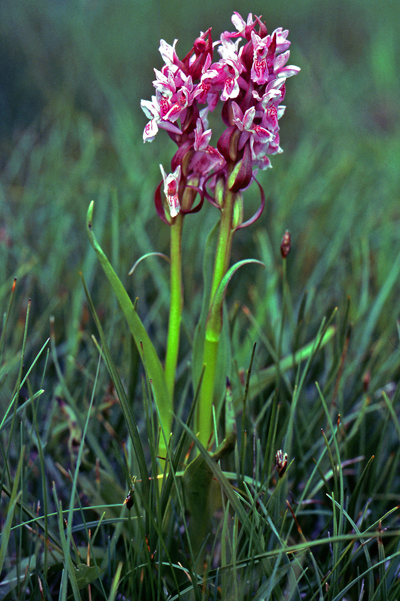 Orchidaceae Dactylorhiza incarnata