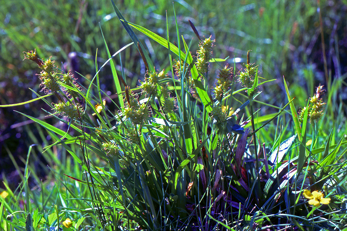 Cyperaceae Carex flava