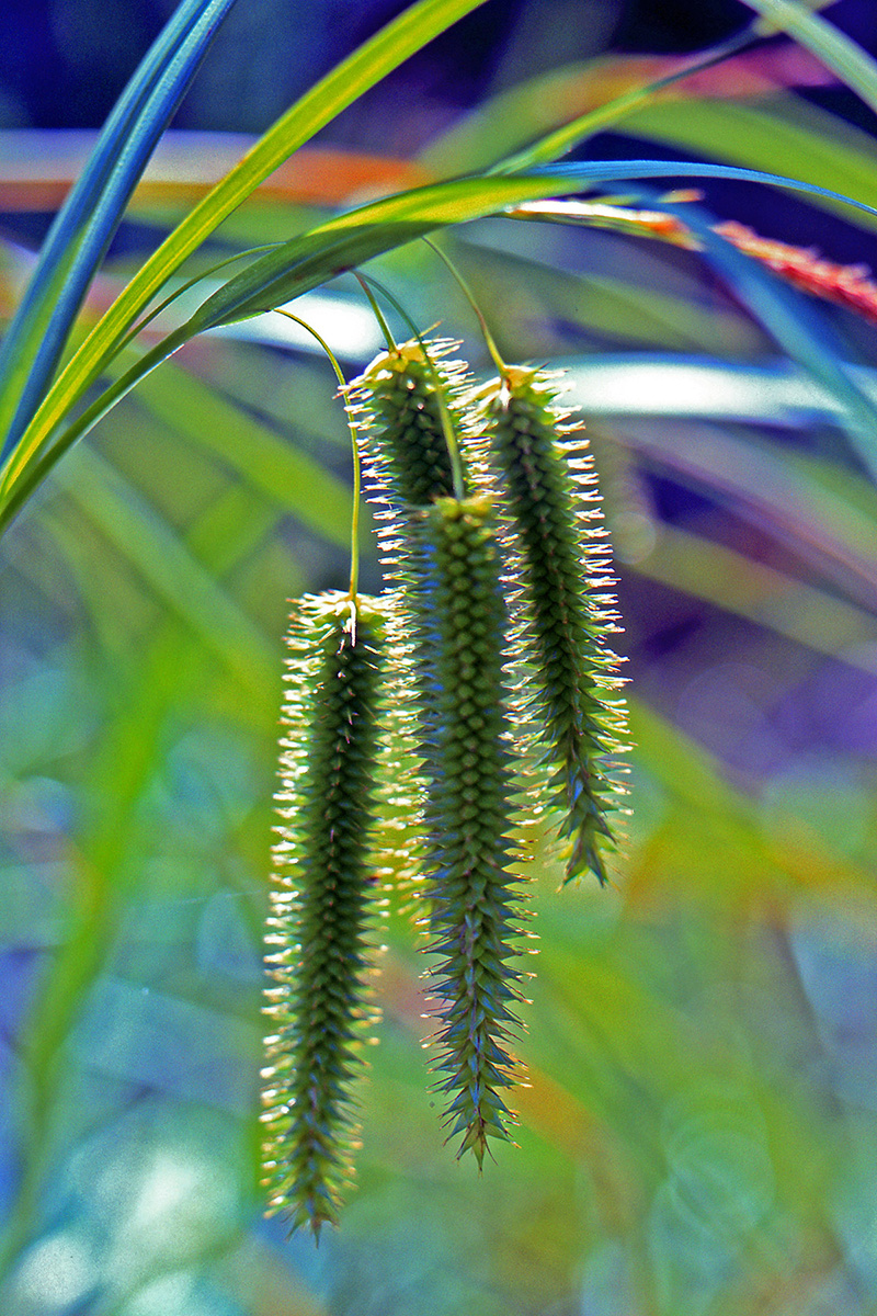 Cyperaceae Carex pseudocyperus