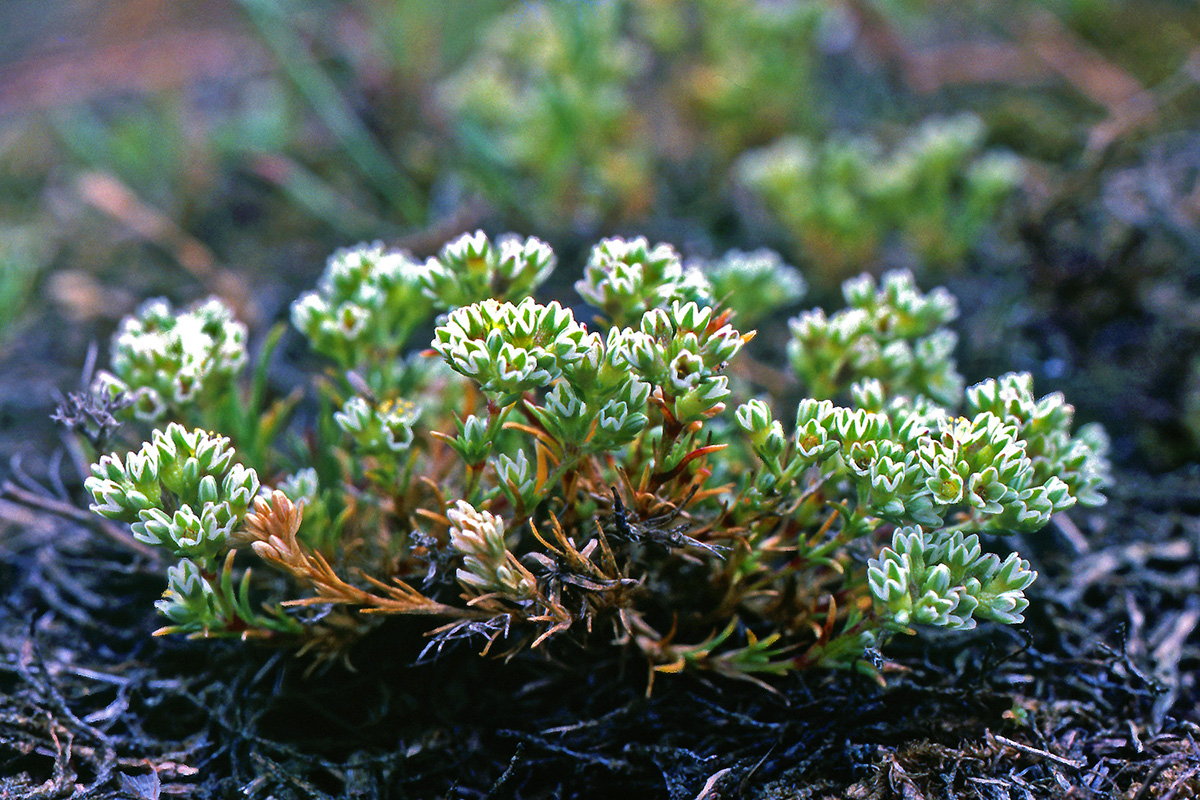 Caryophyllaceae Scleranthus perennis