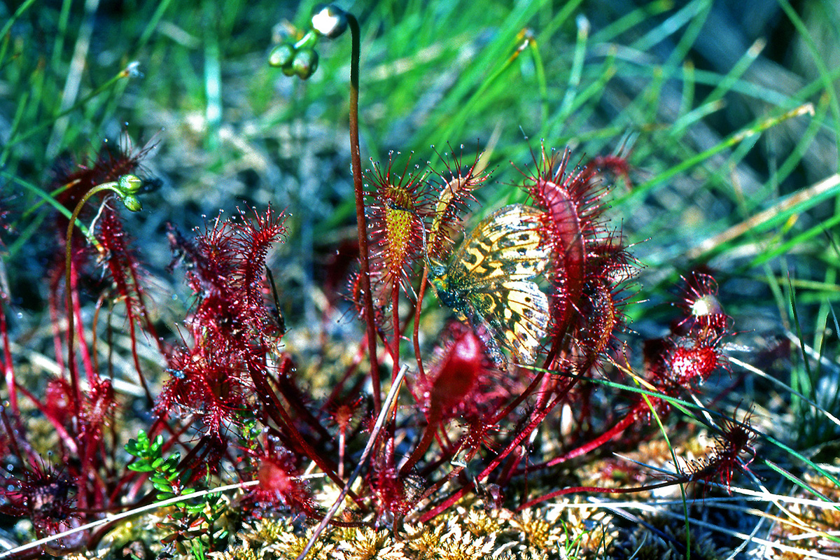 Droseraceae Drosera anglica