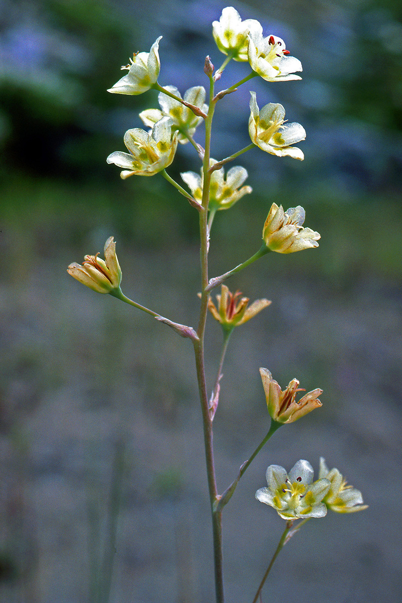 Melanthiaceae Anticlea elegans