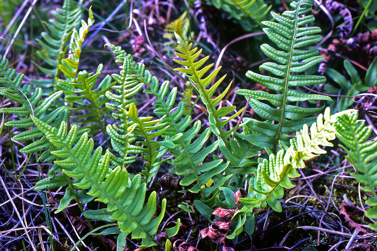 Polypodiaceae Polypodium vulgare