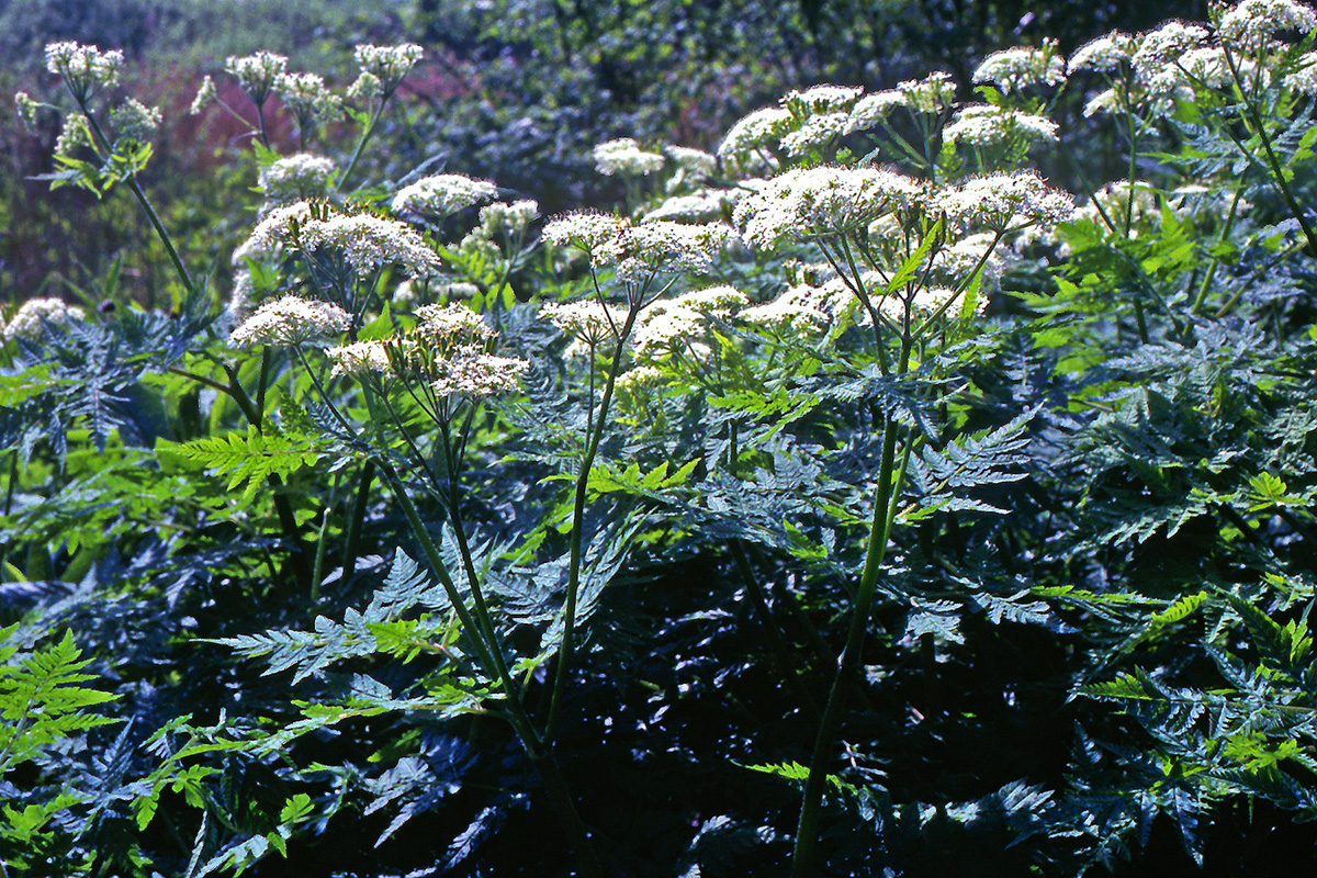 Apiaceae Myrrhis odorata
