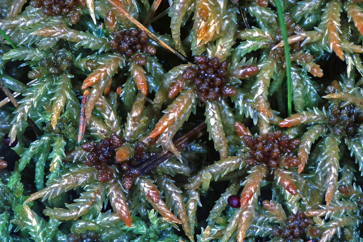 Sphagnaceae Sphagnum palustre