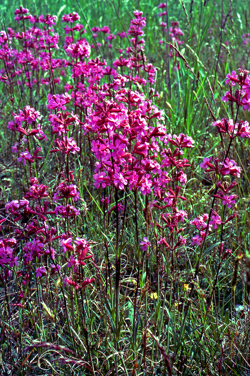 Caryophyllaceae Silene viscaria