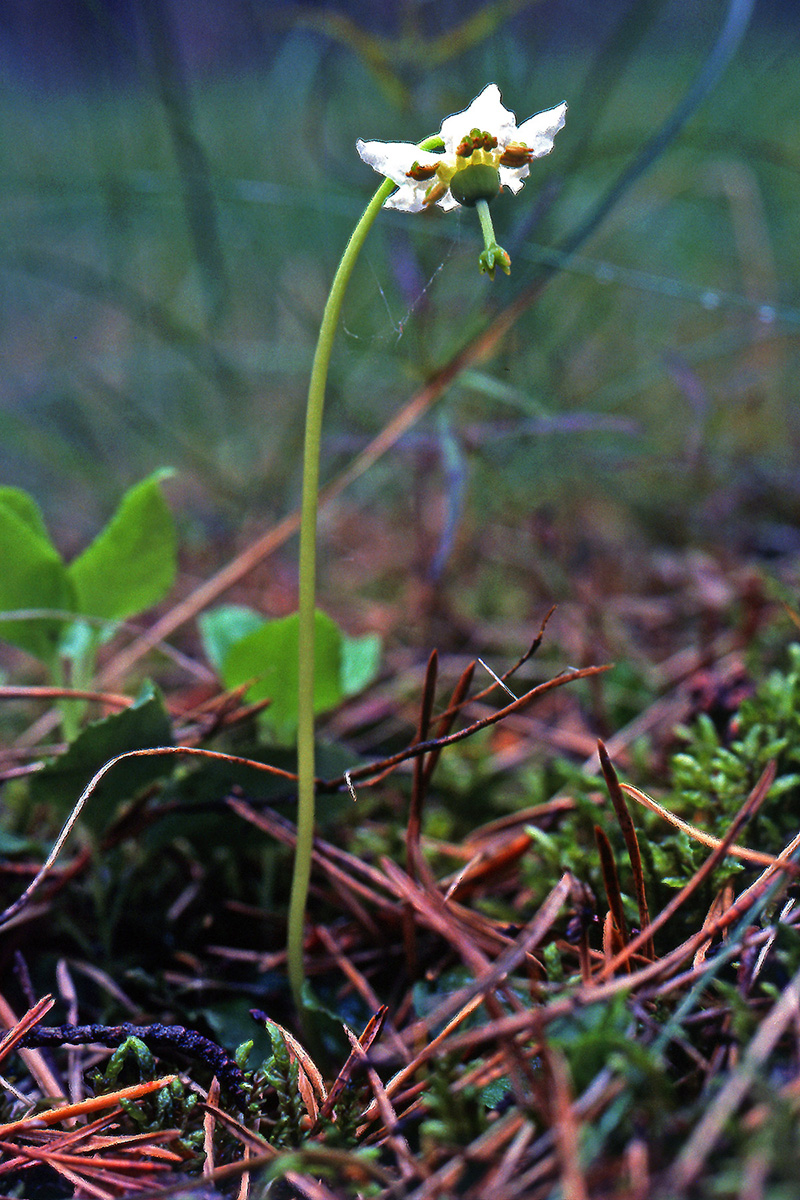 Ericaceae Moneses uniflora