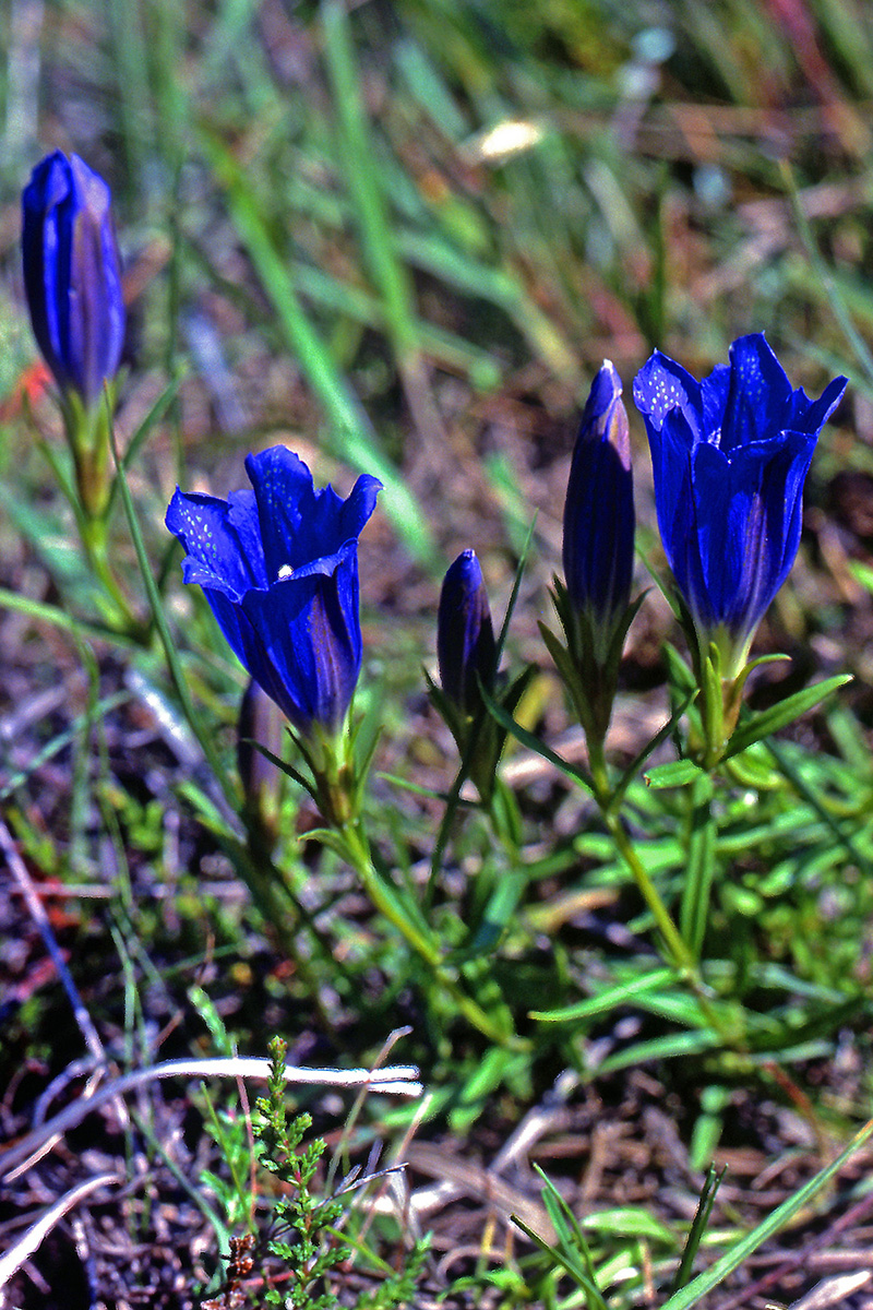 Gentianaceae Gentiana pneumonanthe