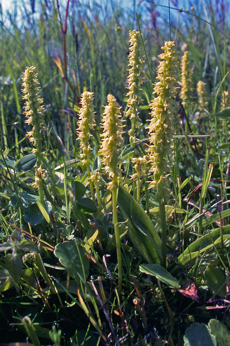 Orchidaceae Herminium monorchis