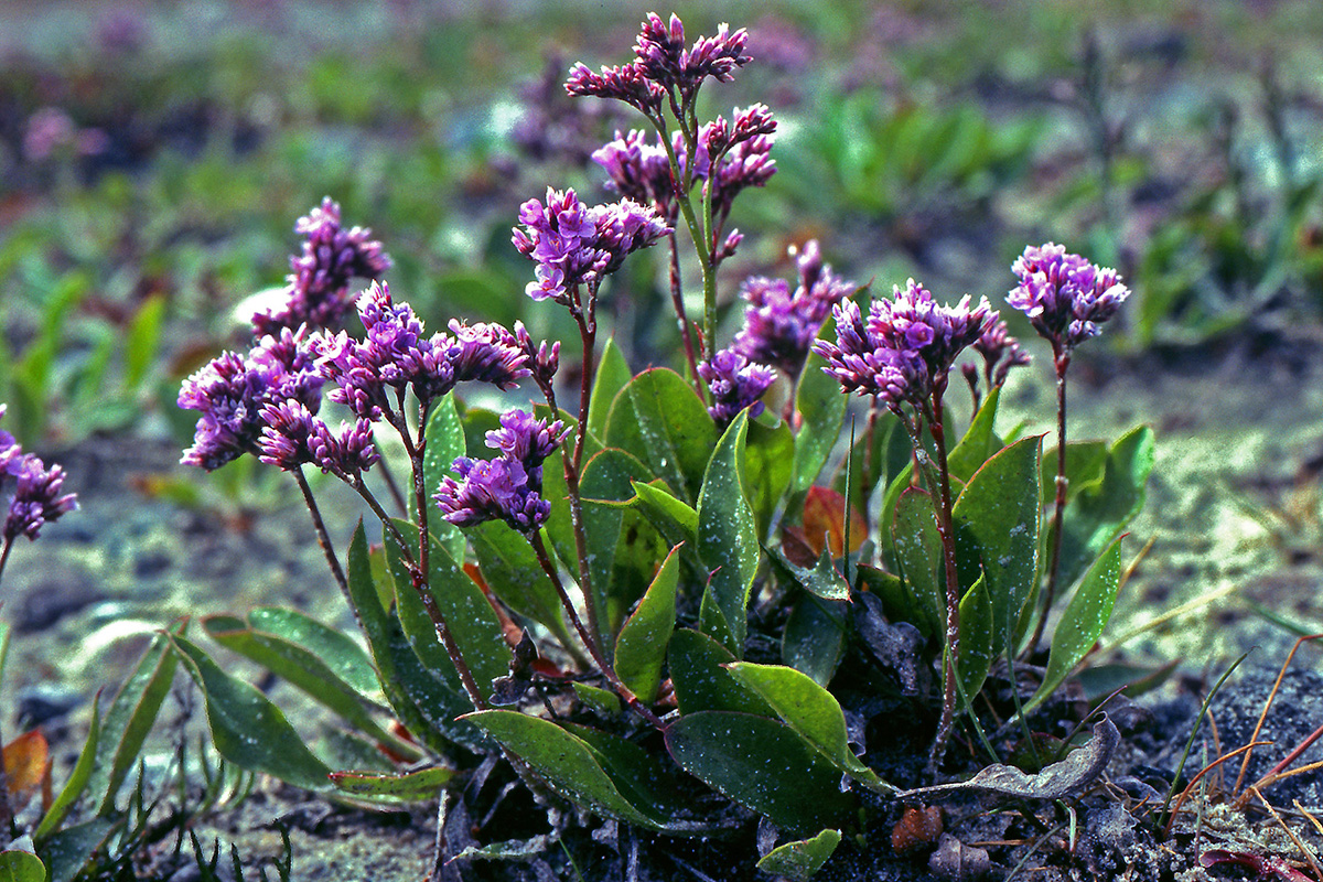 Plumbaginaceae Limonium vulgare