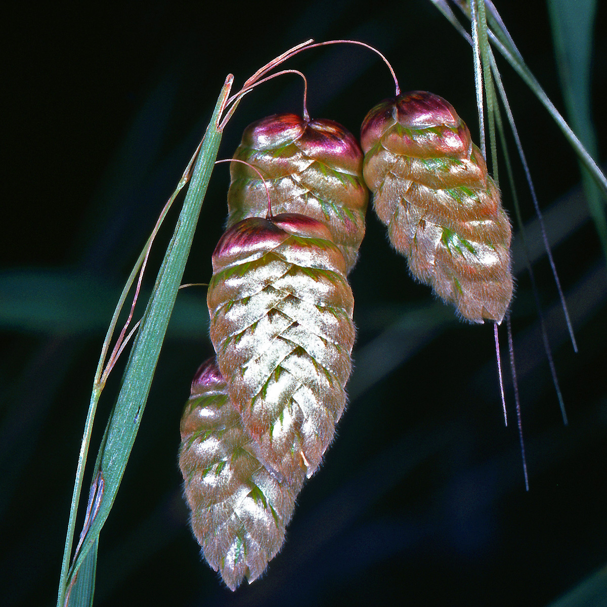 Poaceae Briza maxima