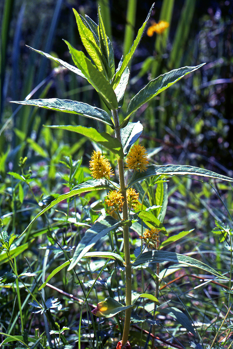 Primulaceae Lysimachia thyrsiflora