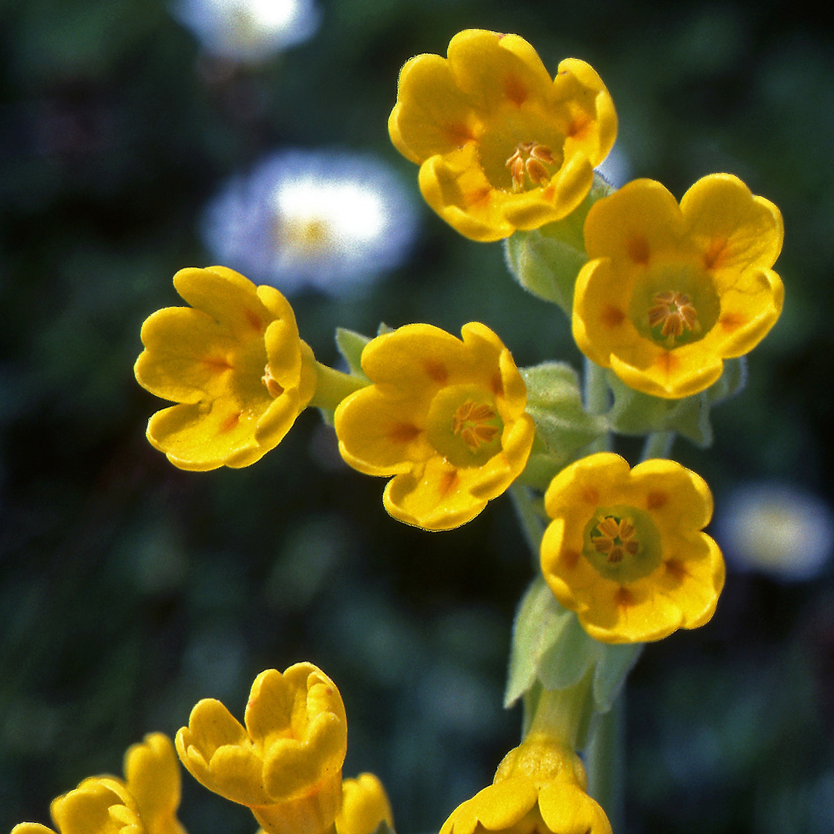 Primulaceae Primula veris