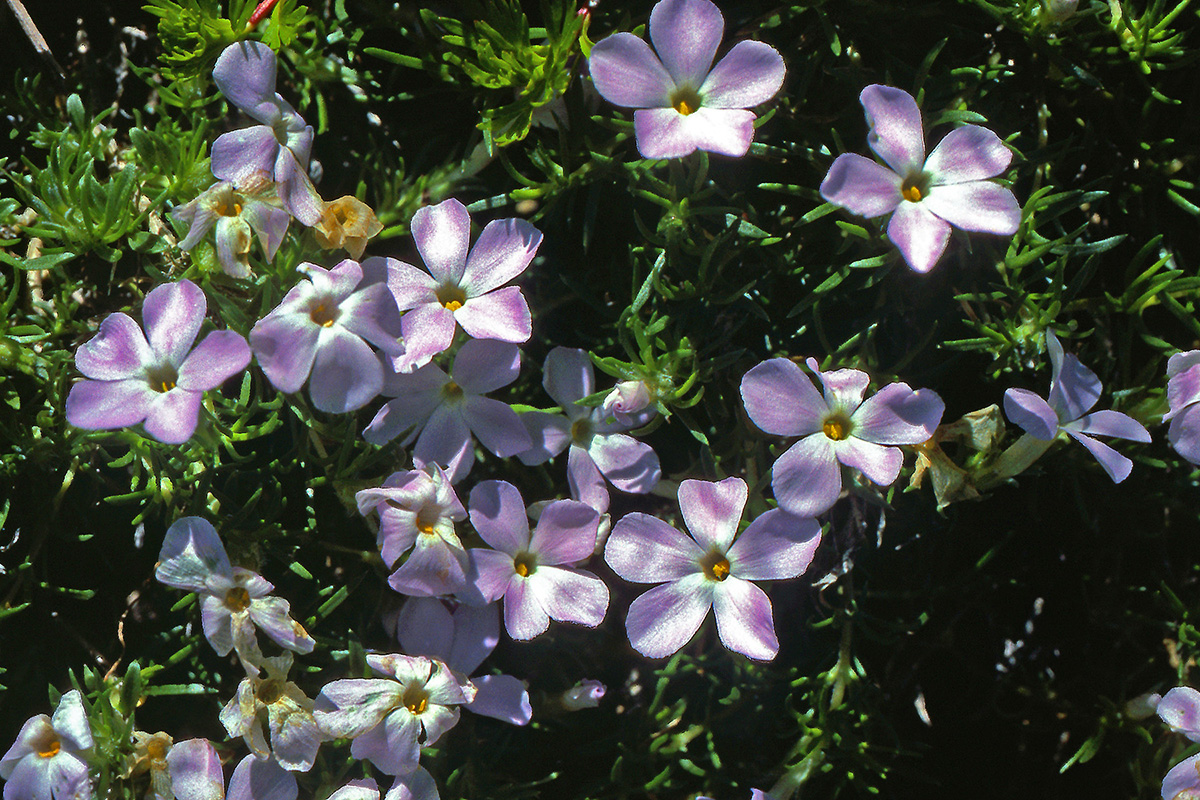 Polemoniaceae Phlox multiflora