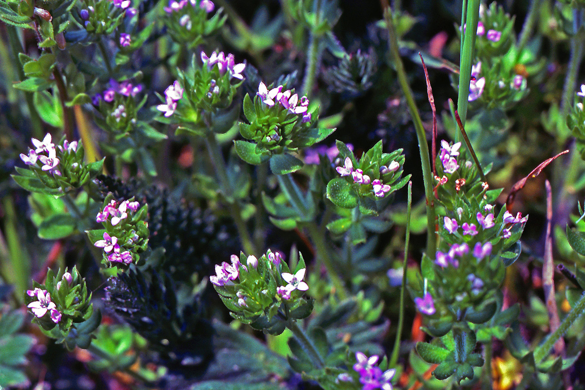 Rubiaceae Sherardia arvensis