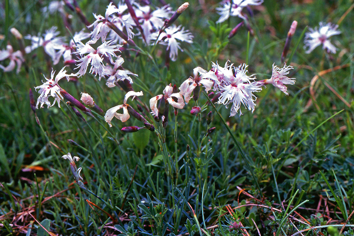 Caryophyllaceae Dianthus arenarius