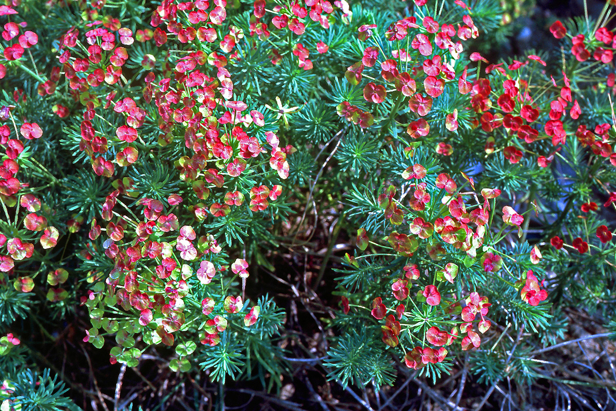 Euphorbiaceae Euphorbia cyparissias