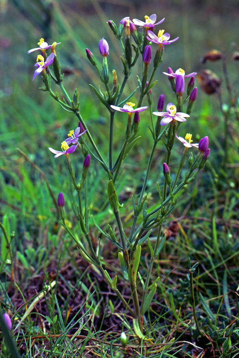 Gentianaceae Centaurium littorale