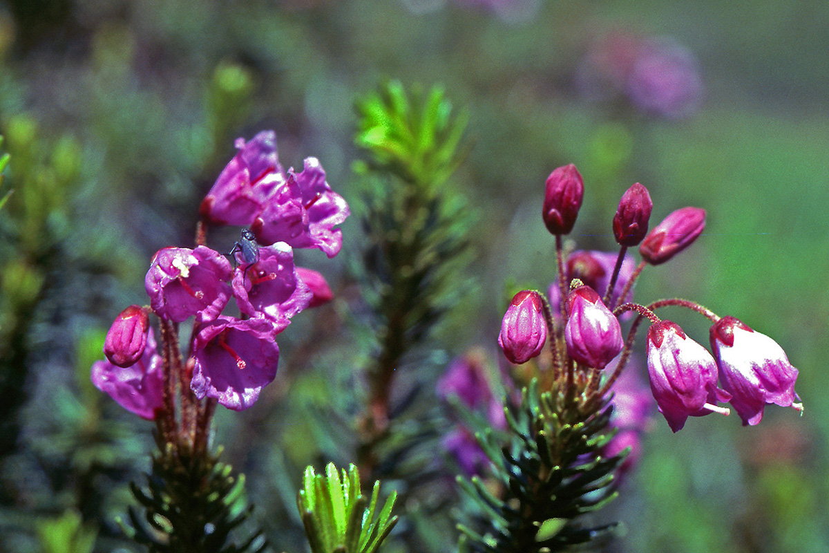 Ericaceae Phyllodoce empetriformis