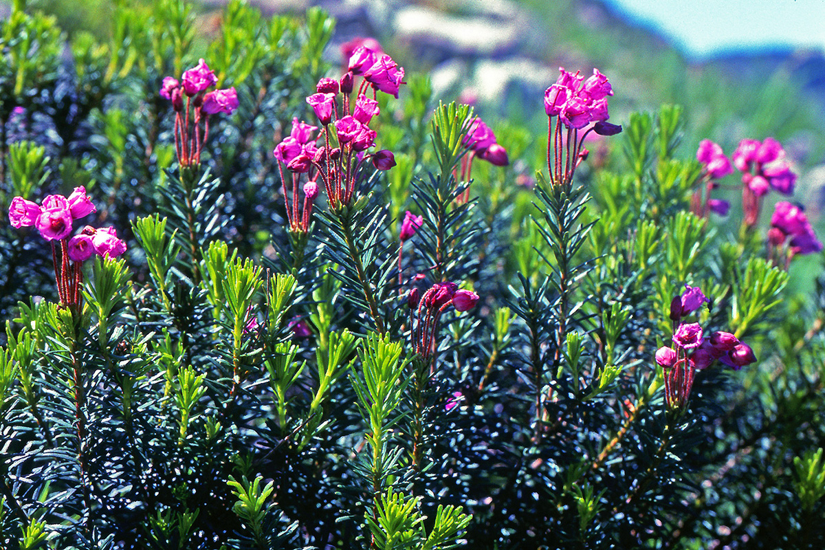 Ericaceae Phyllodoce empetriformis