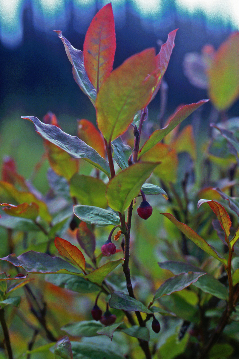 Ericaceae Vaccinium membranaceum