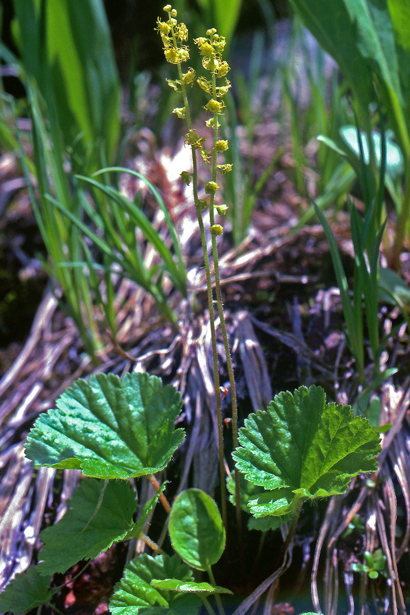 Saxifragaceae Mitella pentandra