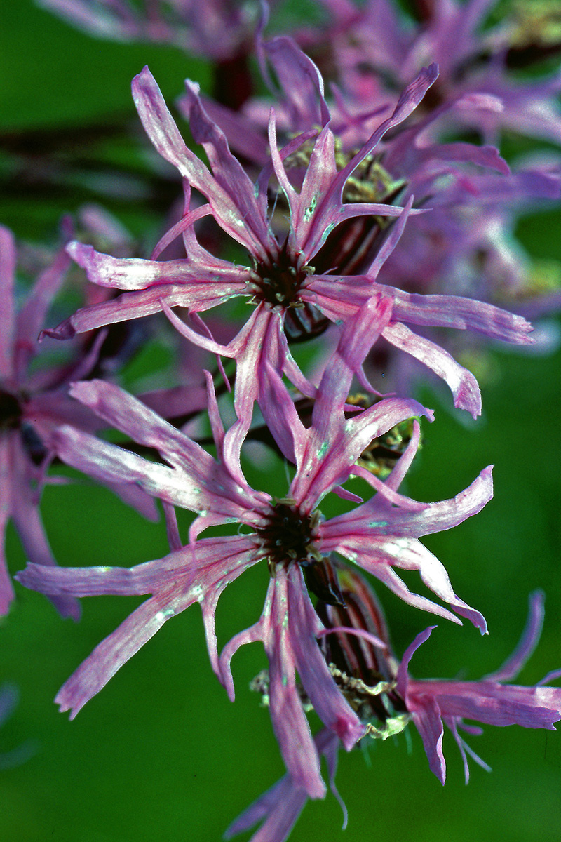 Caryophyllaceae Silene flos-cuculi