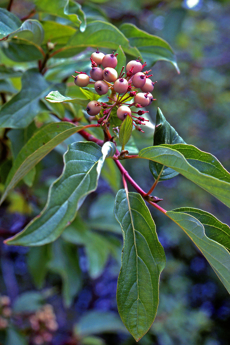 Cornaceae Cornus sericea