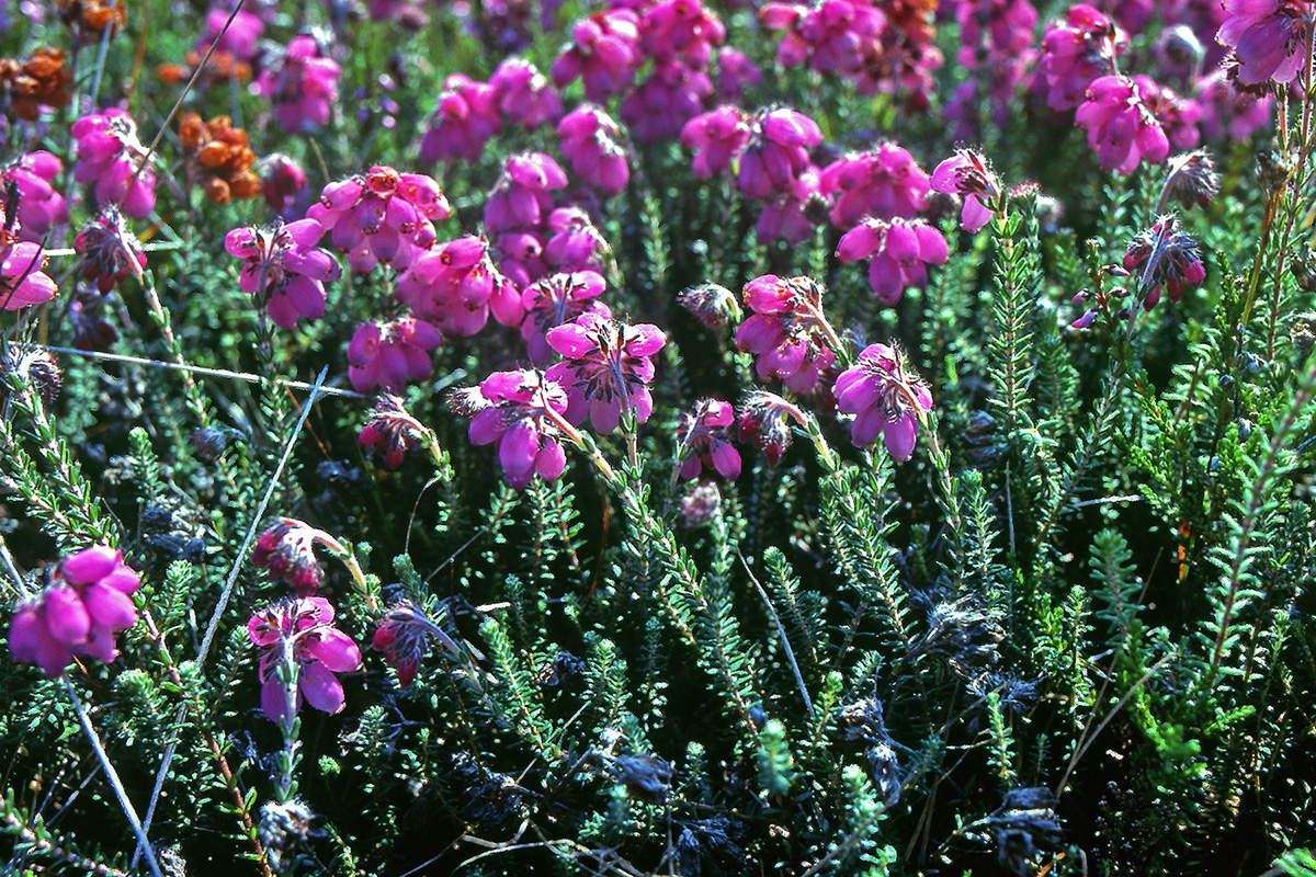 Ericaceae Erica tetralix