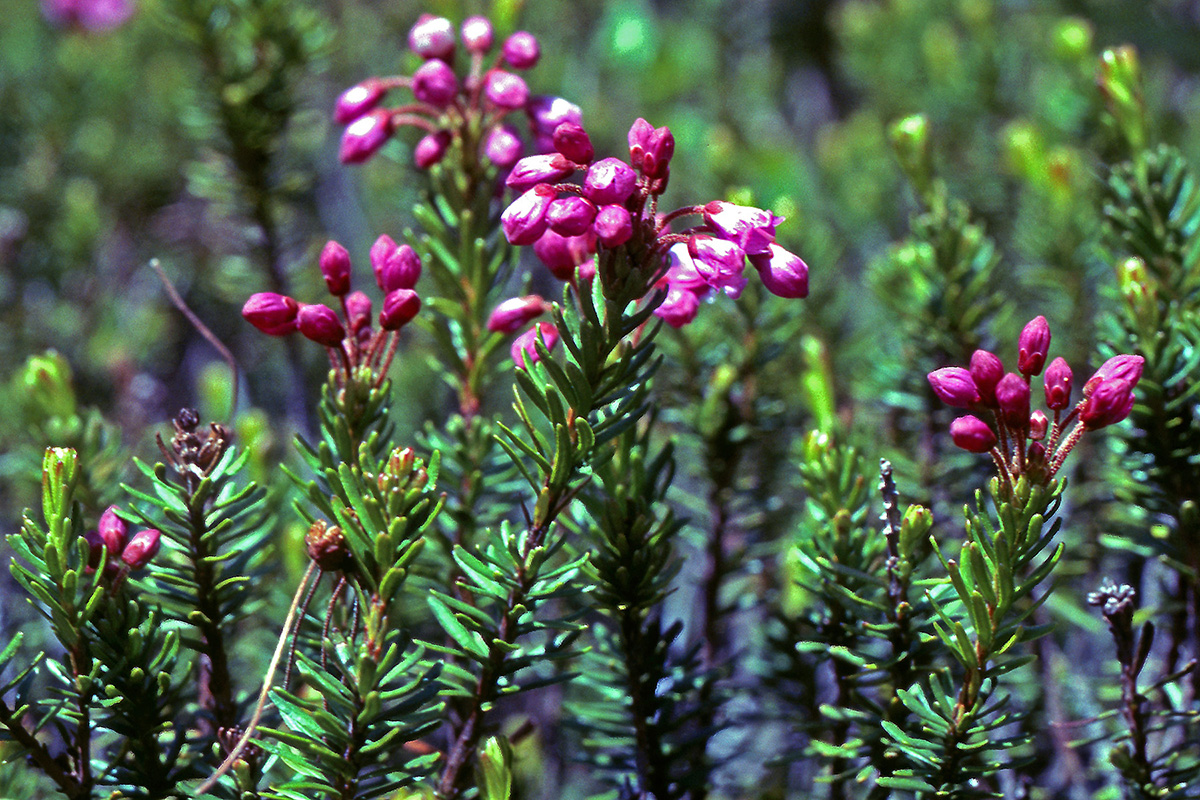 Ericaceae Phyllodoce empetriformis