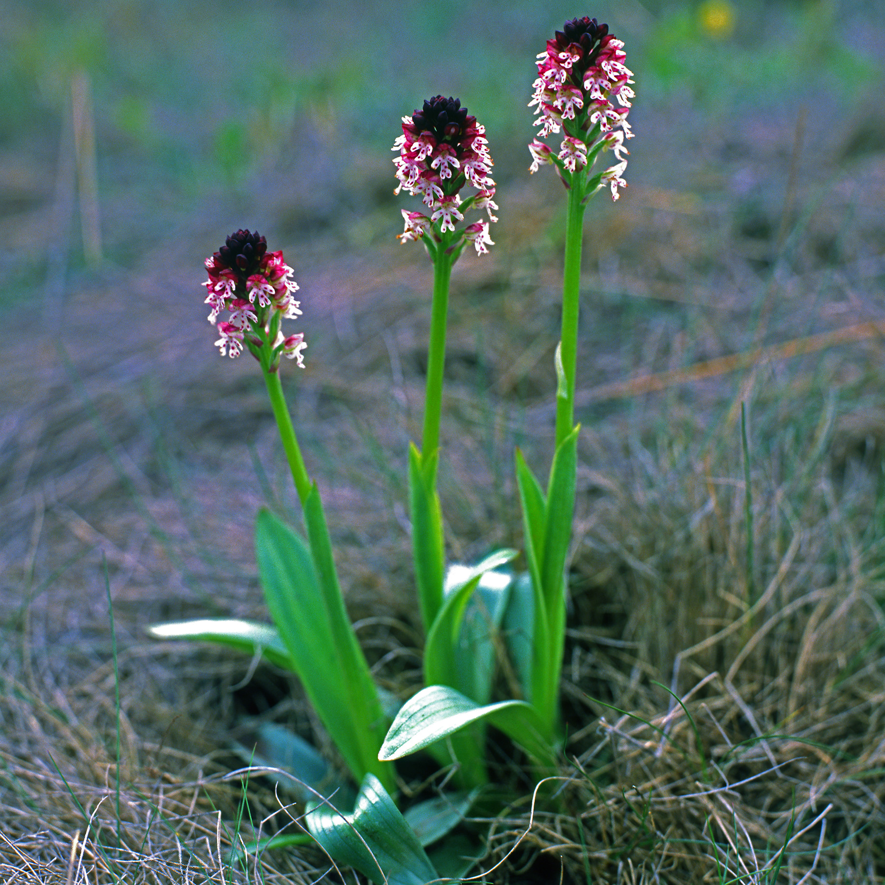 Orchidaceae Neotinea ustulata