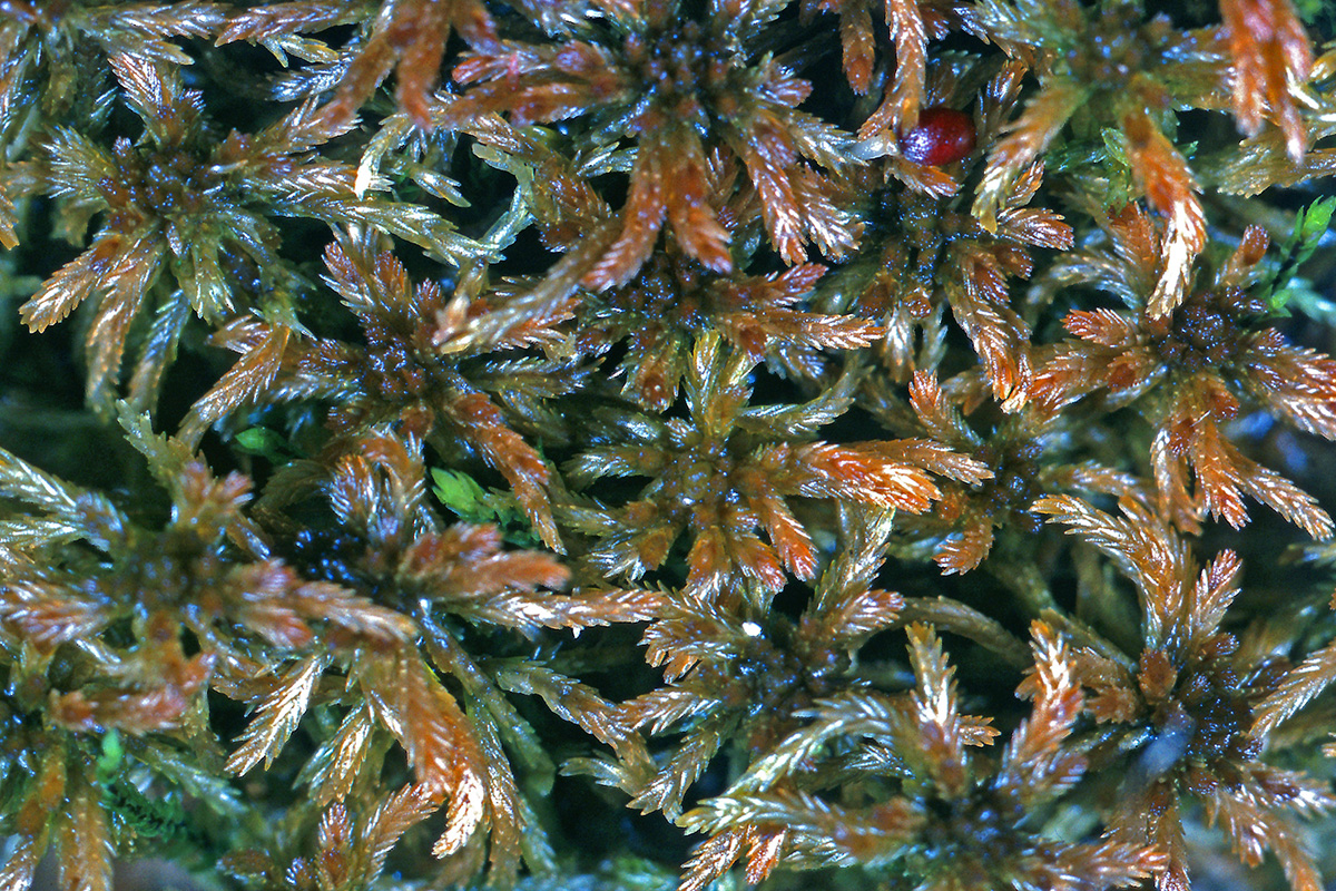 Sphagnaceae Sphagnum fuscum