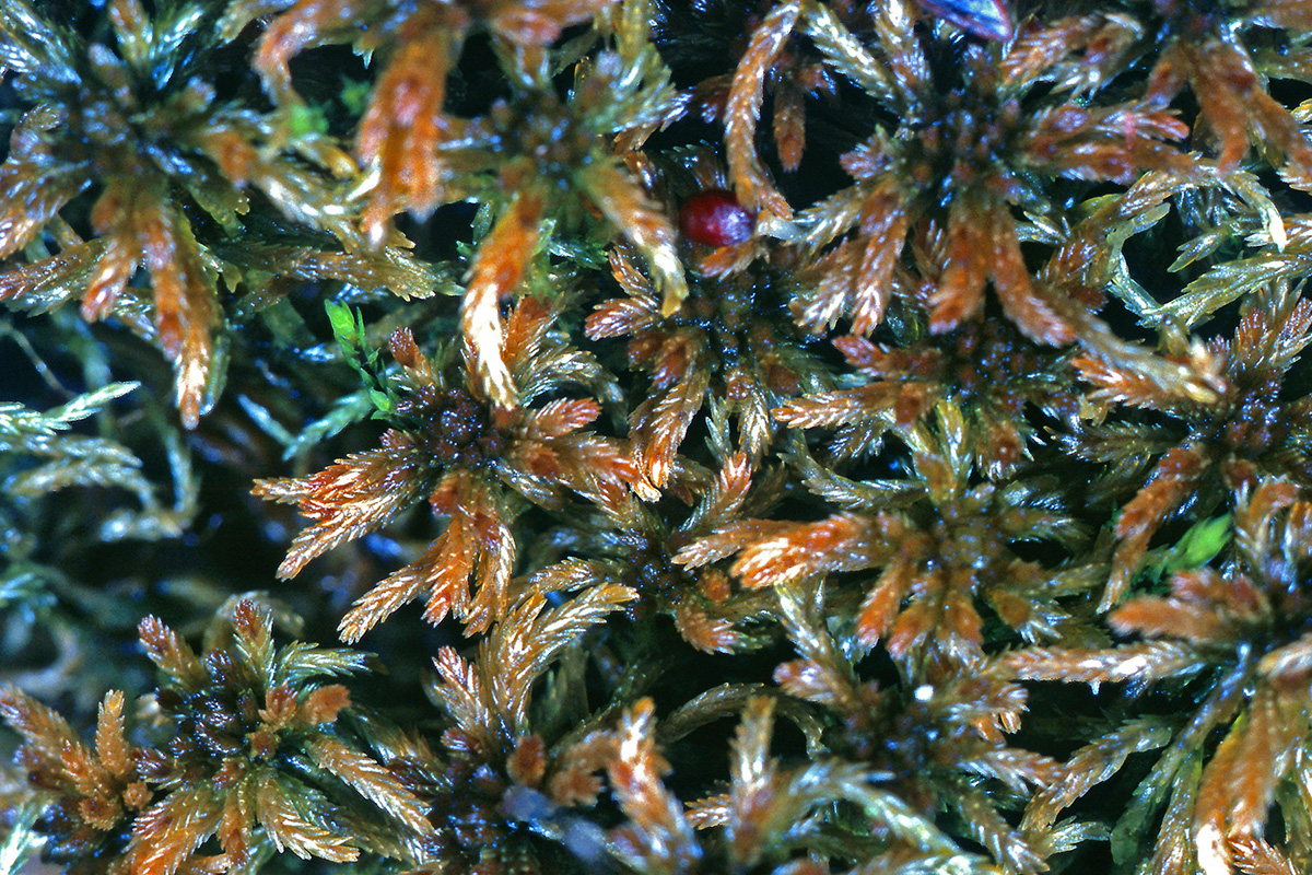 Sphagnaceae Sphagnum fuscum