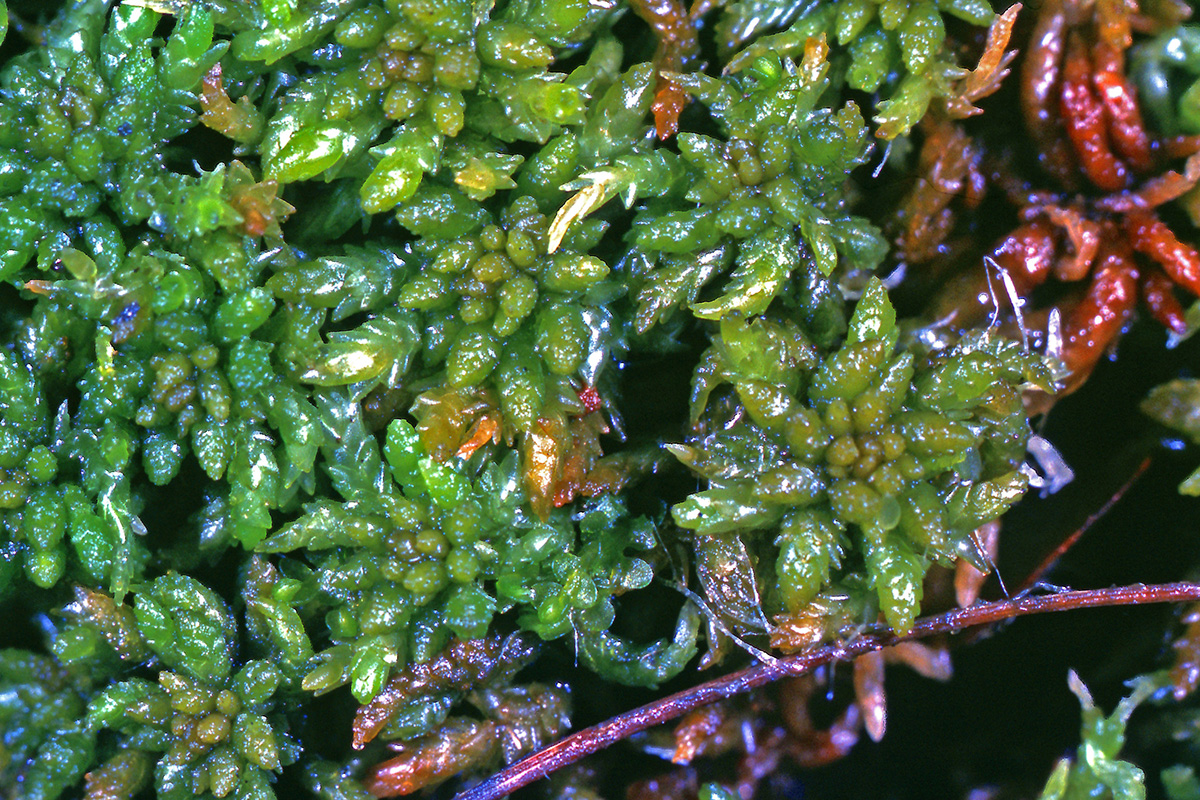 Sphagnaceae Sphagnum imbricatum