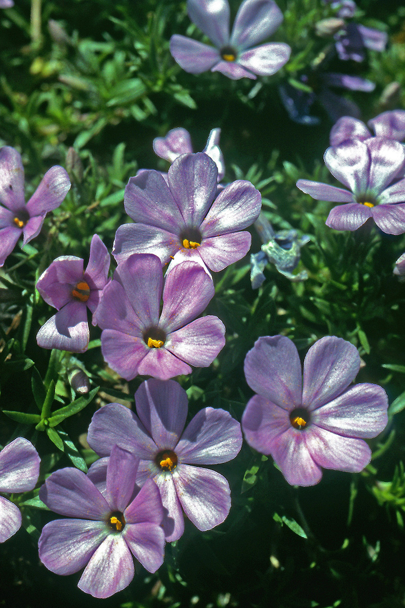Polemoniaceae Phlox multiflora