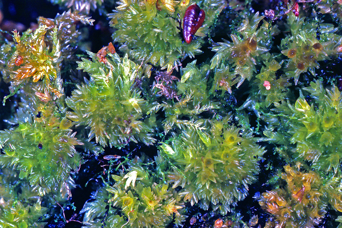 Sphagnaceae Sphagnum molle