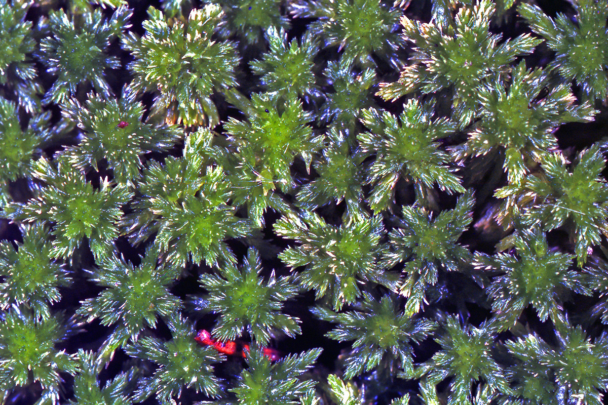 Sphagnaceae Sphagnum nemoreum