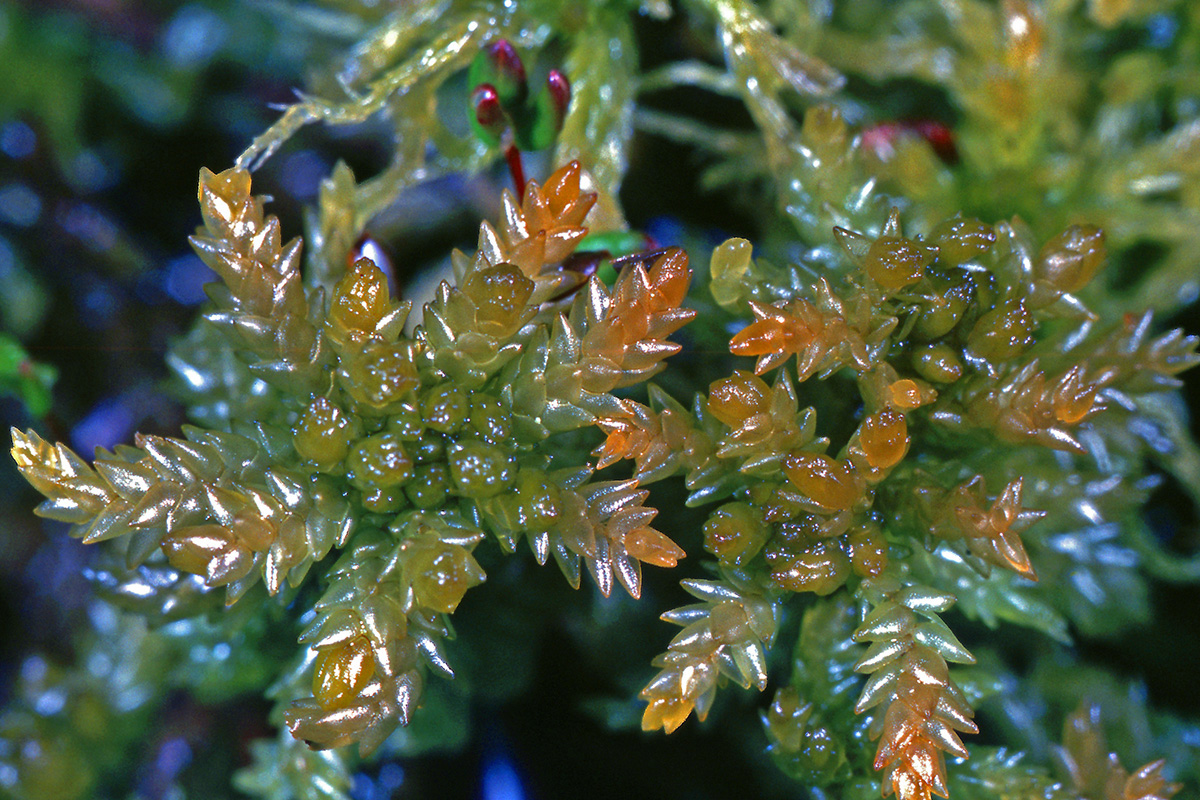Sphagnaceae Sphagnum papillosum