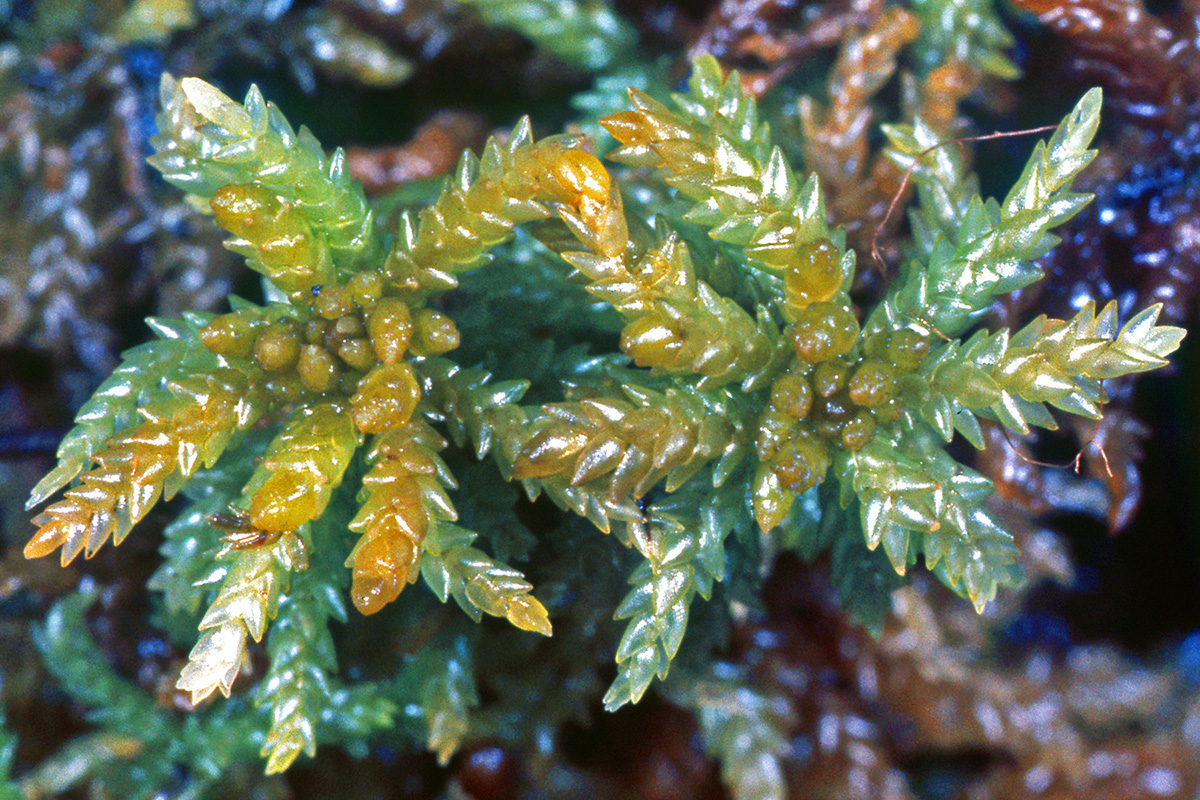 Sphagnaceae Sphagnum papillosum