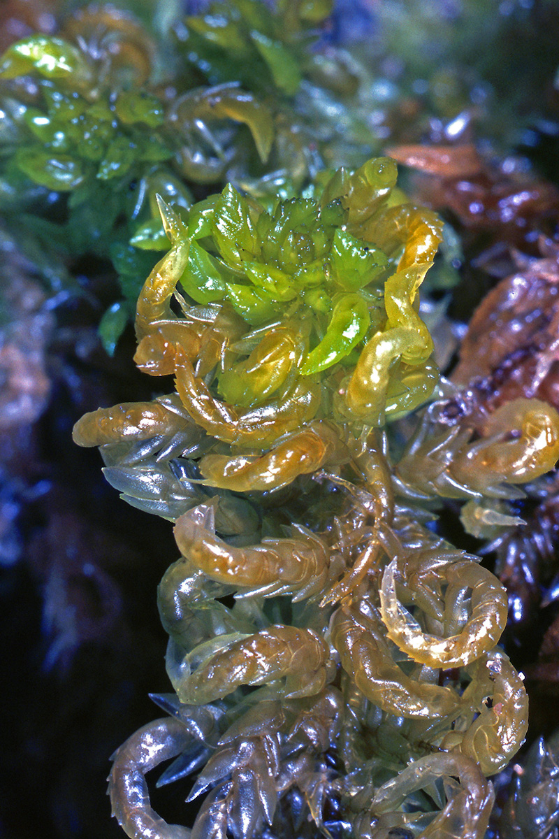 Sphagnaceae Sphagnum subsecundum