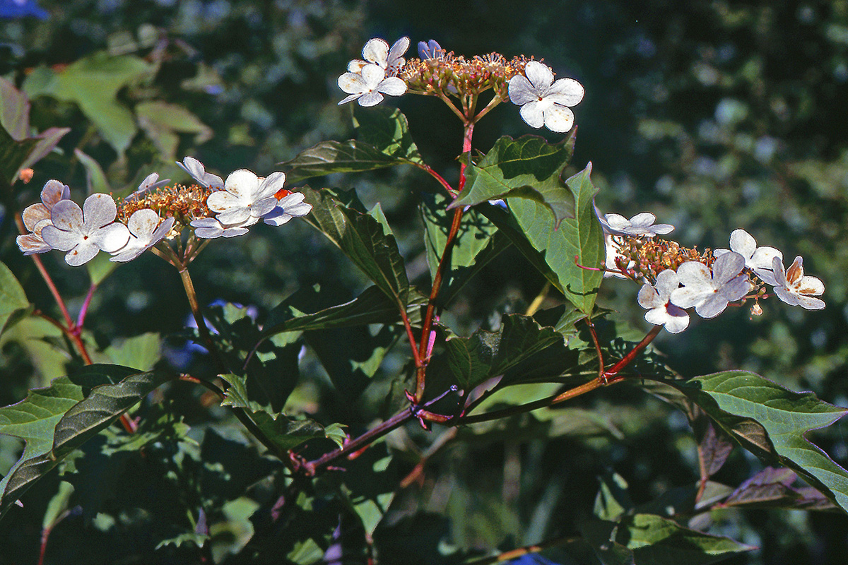 Adoxaceae Viburnum opulus