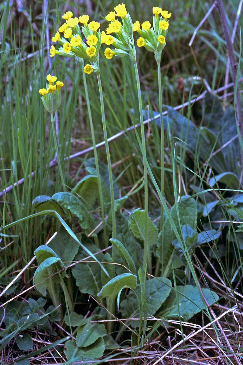 Primulaceae Primula veris