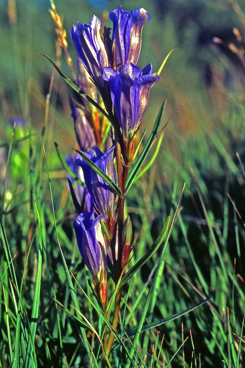 Gentianaceae Gentiana pneumonanthe