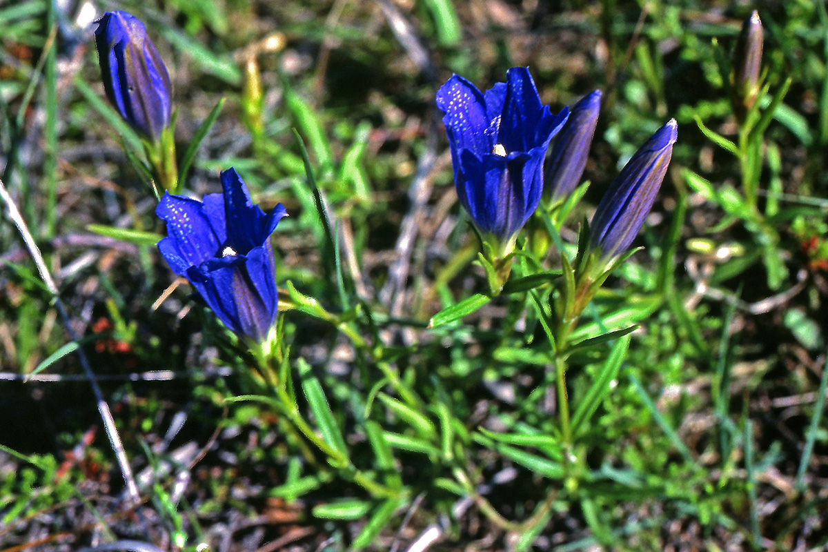 Gentianaceae Gentiana pneumonanthe