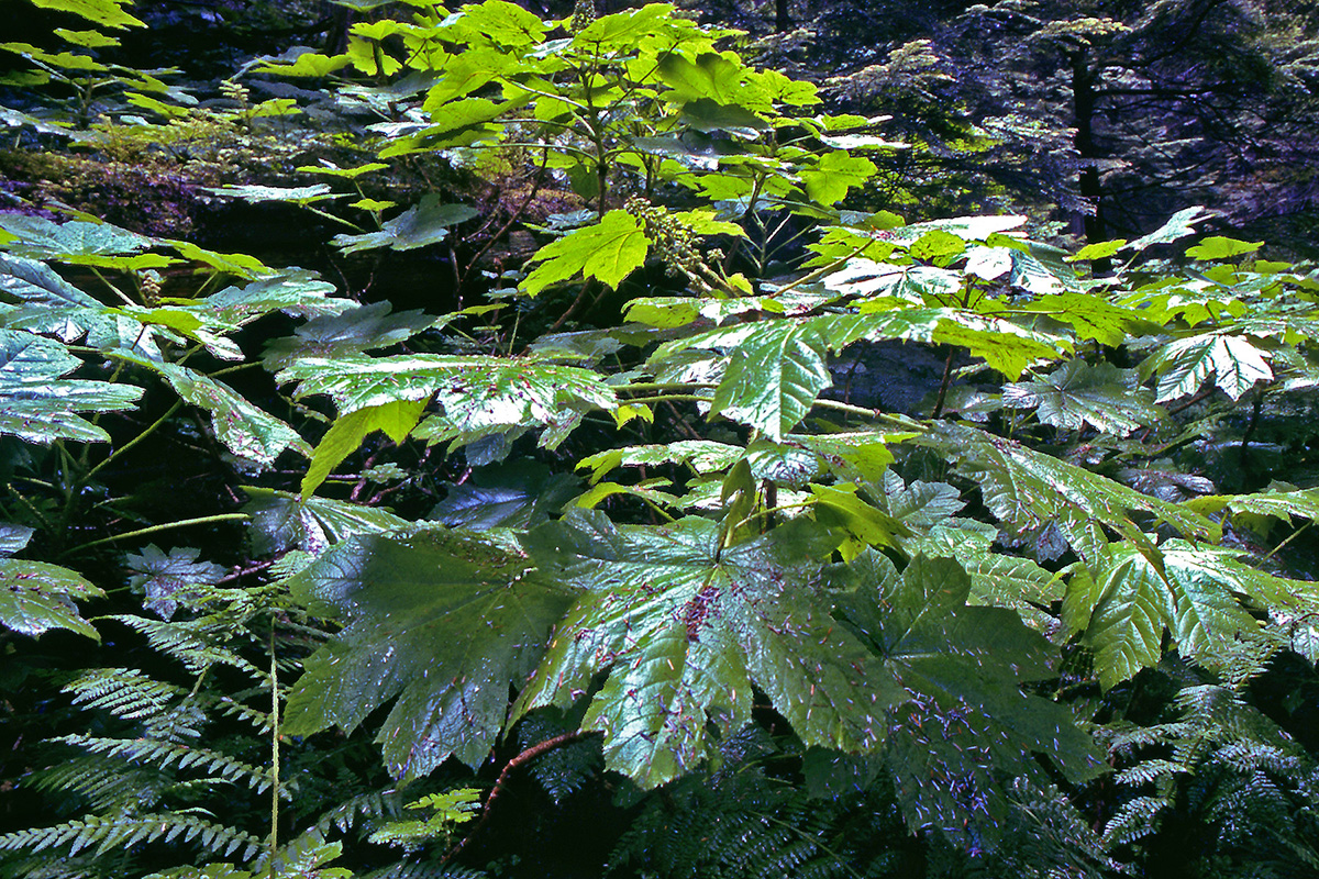 Araliaceae Oplopanax horridus