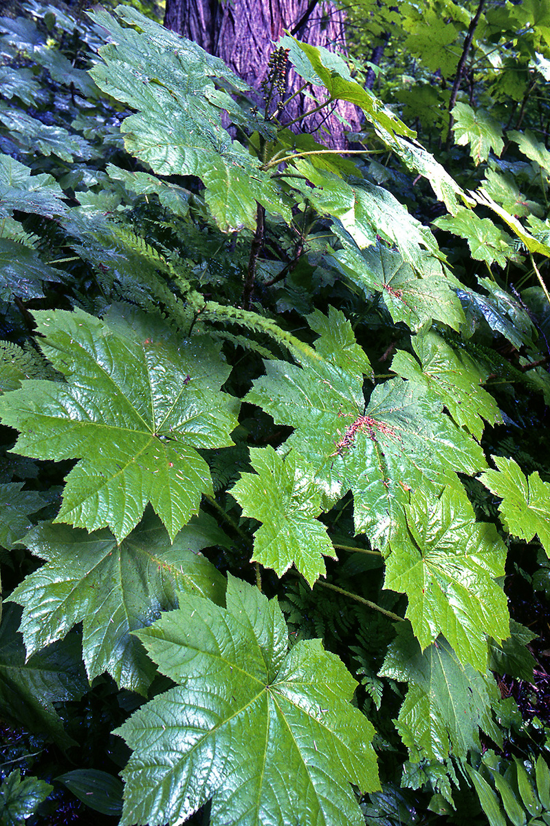 Araliaceae Oplopanax horridus