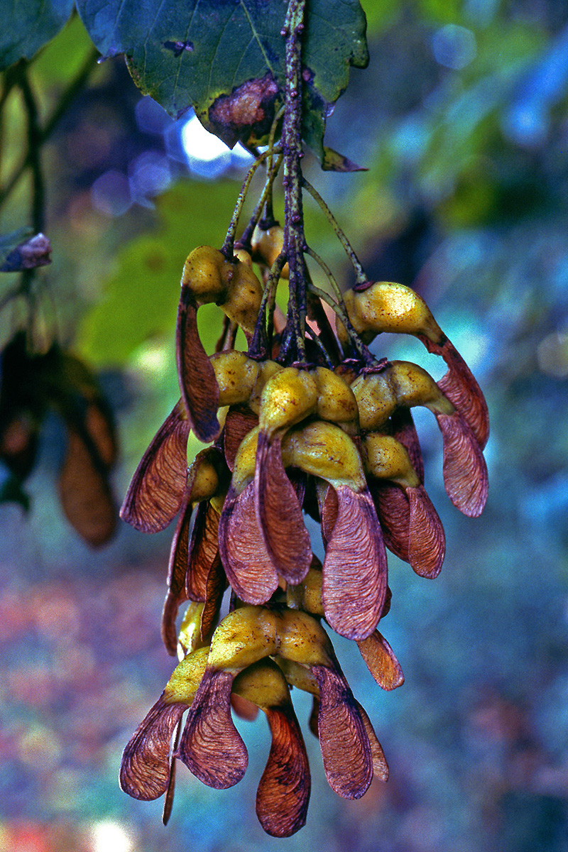 Aceraceae Acer pseudoplatanus
