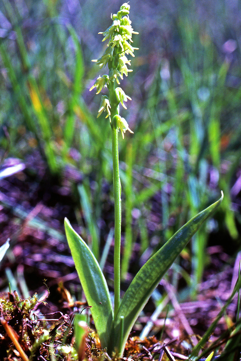 Orchidaceae Herminium monorchis